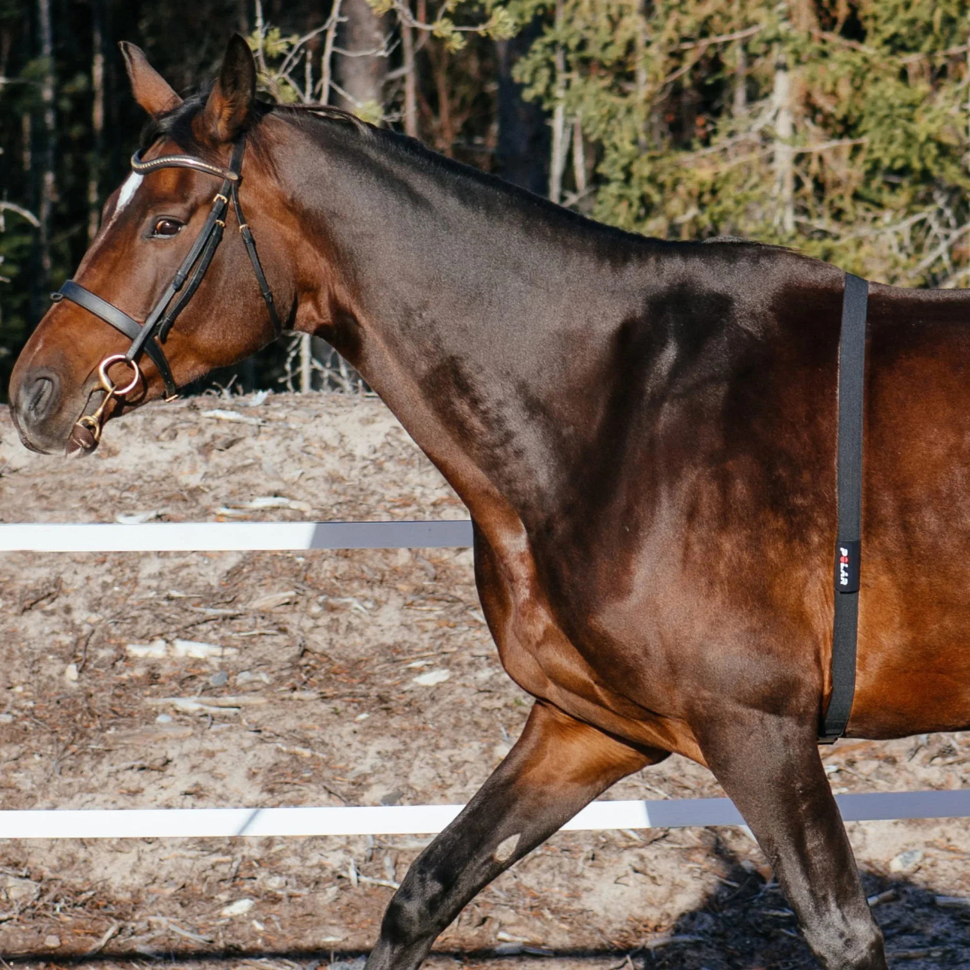 Sensor tętna Polar Equine do jazdy konnej