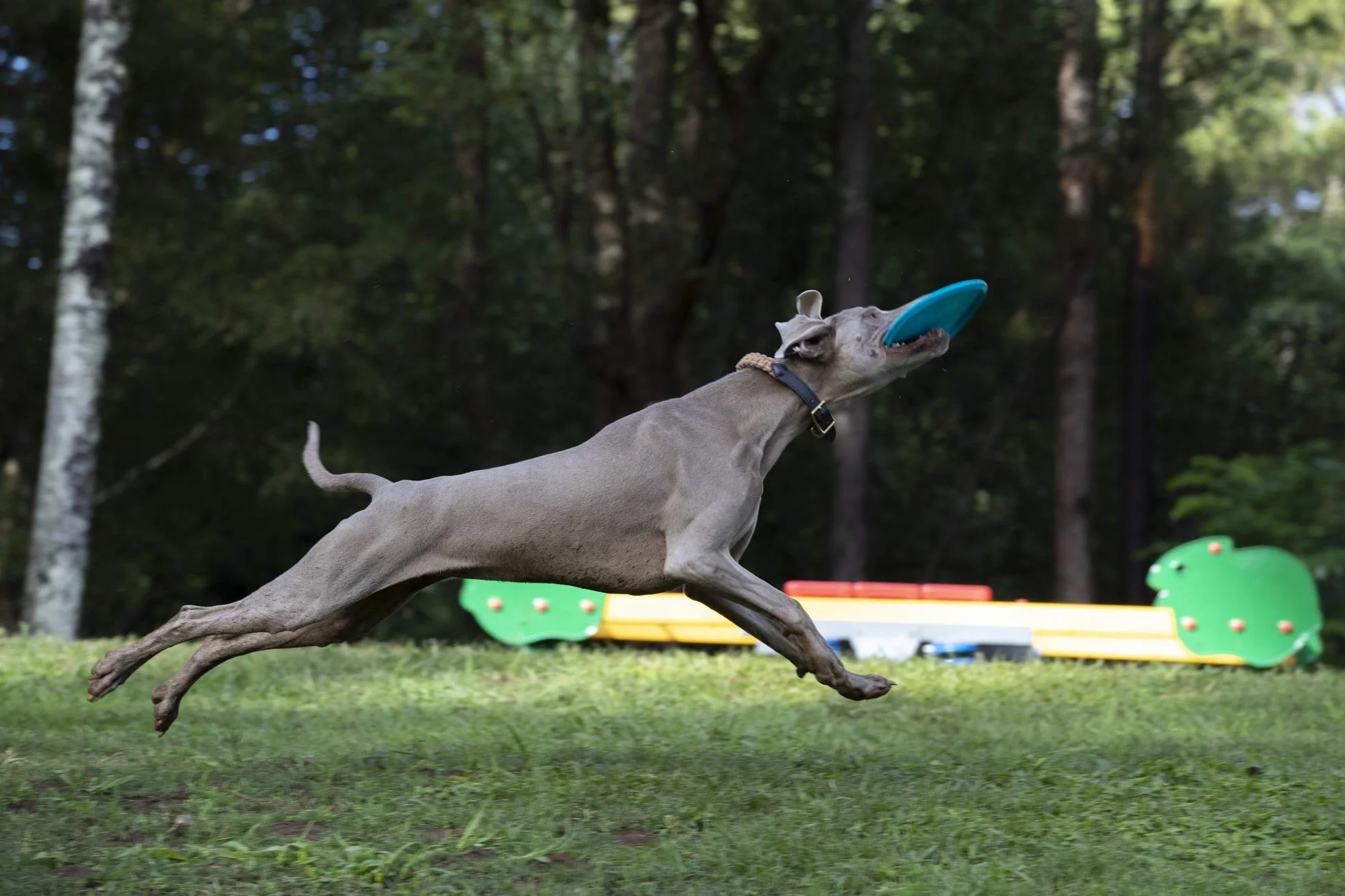 Waboba Jetwag Flying Disc
