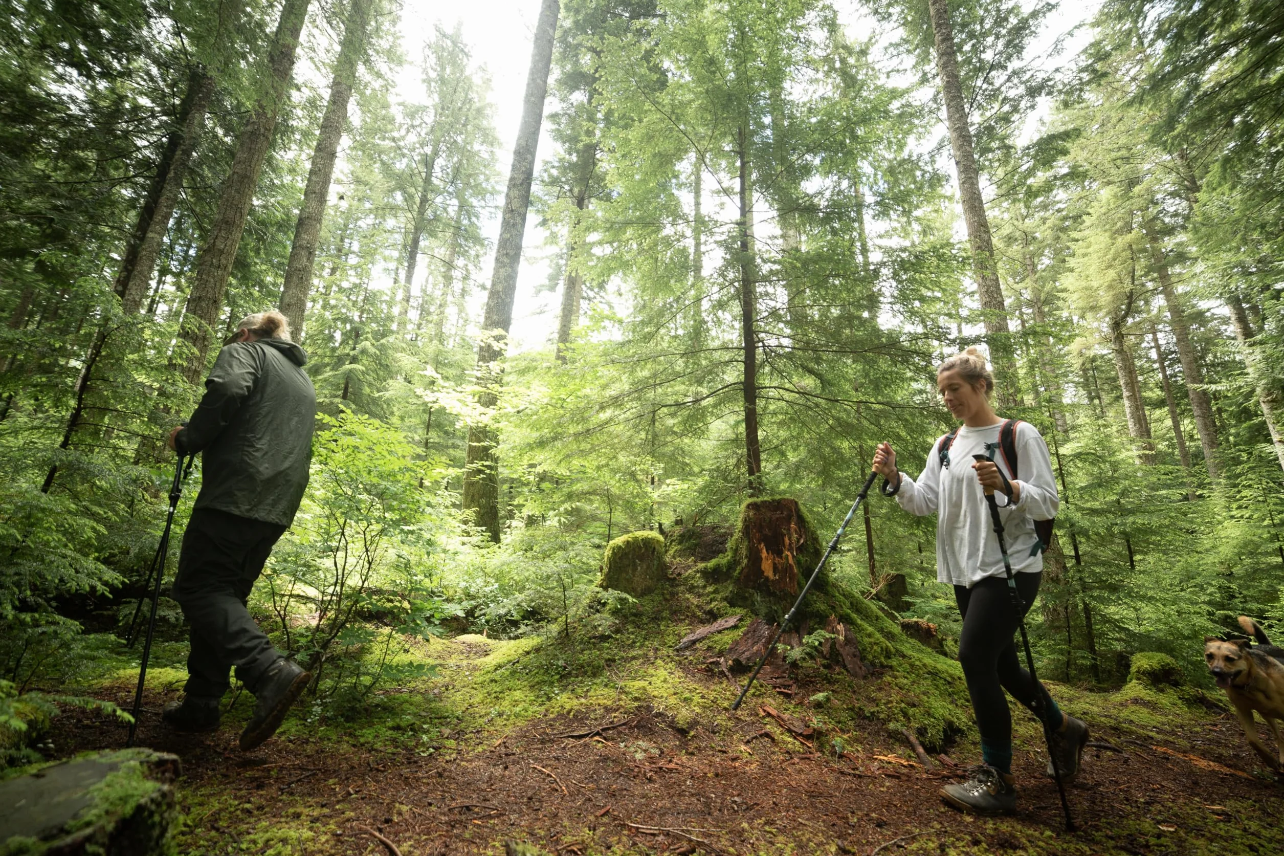 Cascade Mountain Tech Aluminiowe regulowane kijki trekkingowe - lekka szybka blokada kij do chodzenia lub wędrówek - 1 zestaw (2 drążki)