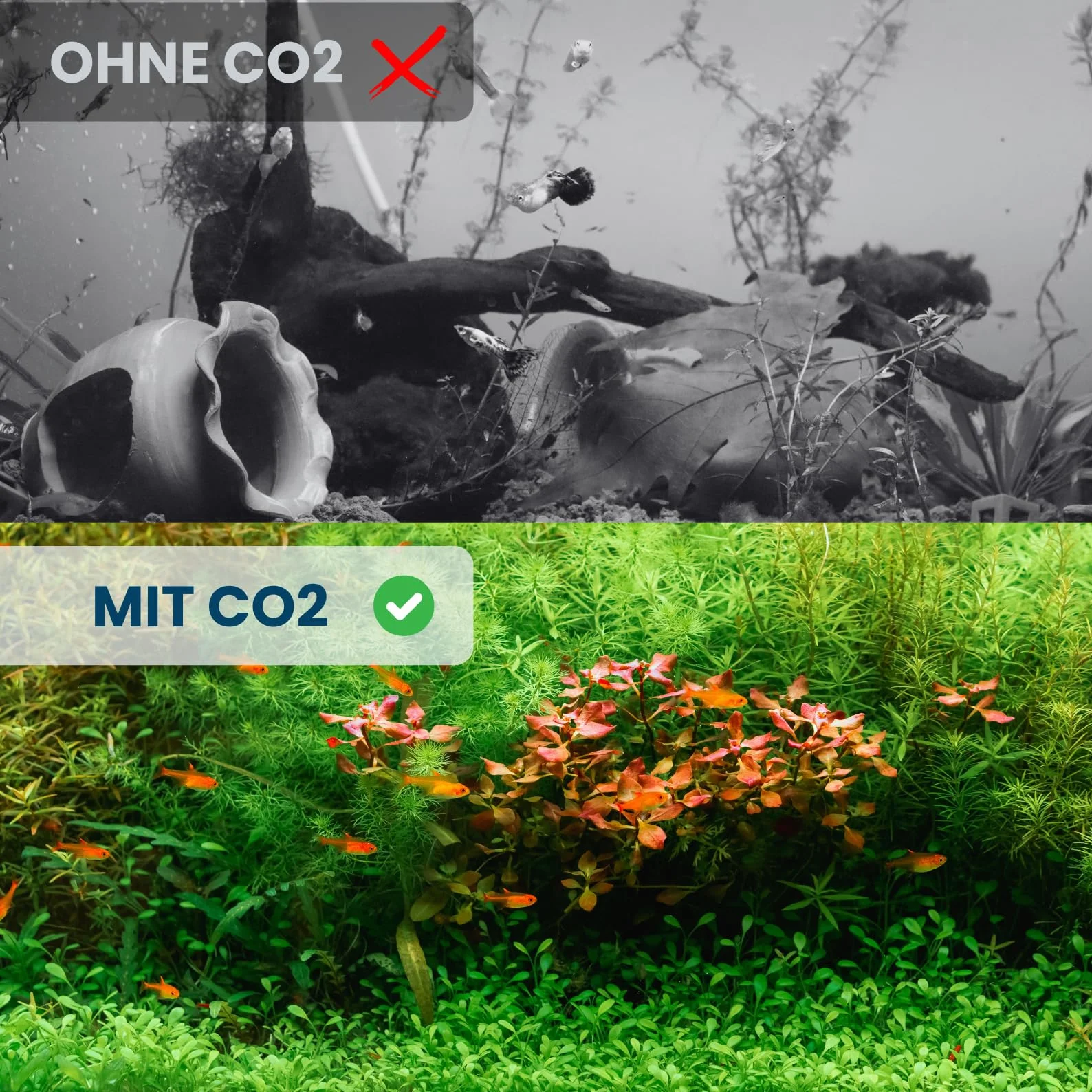Q-Grow adapter do akwarium CO2 – adapter do butelek W21.8 do TR21-4 do jednorazowych cylindrów sodowych CO2 | montaż 30 sekund | wytrzymałe aluminium | nieprzeciekające zasilanie CO2 wraz z instrukcją